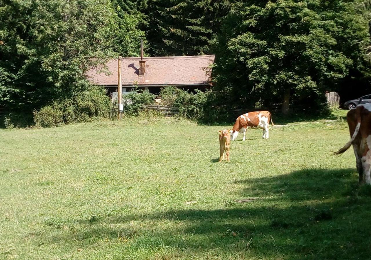 Berghuette Perschlhof Villa Murau Esterno foto